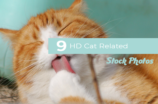 20 HD Bird Related Stock Photos